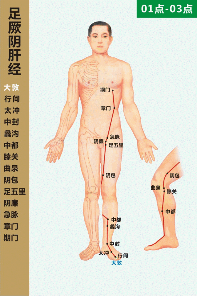 Diagram of the Twelve Meridians (Latest)
