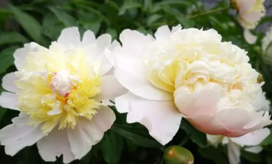 Bai Shao: Nourishing Blood, Regulating Qi, and Harmonizing the Liver and Spleen - The Champion of Liver Nourishment!