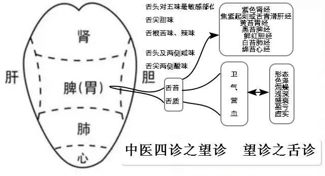 A Comprehensive Guide to Tongue Diagnosis in Traditional Chinese Medicine