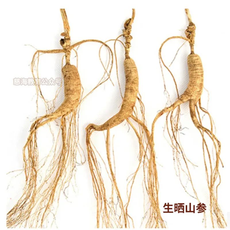 Daily Learning of a Chinese Herb: Ginseng