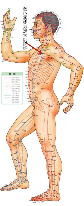 Acupoint Knowledge | Twelve Meridians: Yin Ling Quan Point of the Spleen Meridian