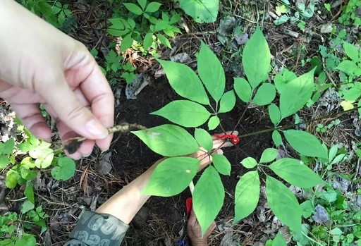 Understanding TCM: Pulse Diagnosis (Part 1)