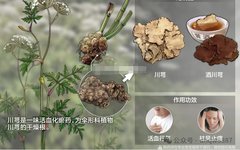 The Efficacy and Contraindications of Chuanxiong (Ligusticum chuanxiong)