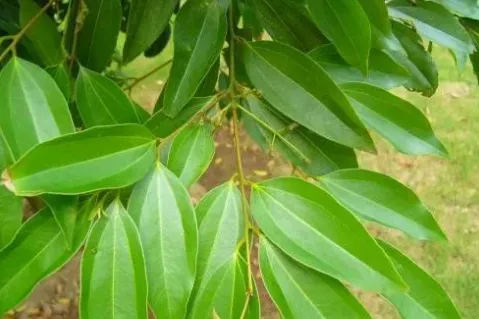 Daily Learning of Chinese Herbs - Cinnamon