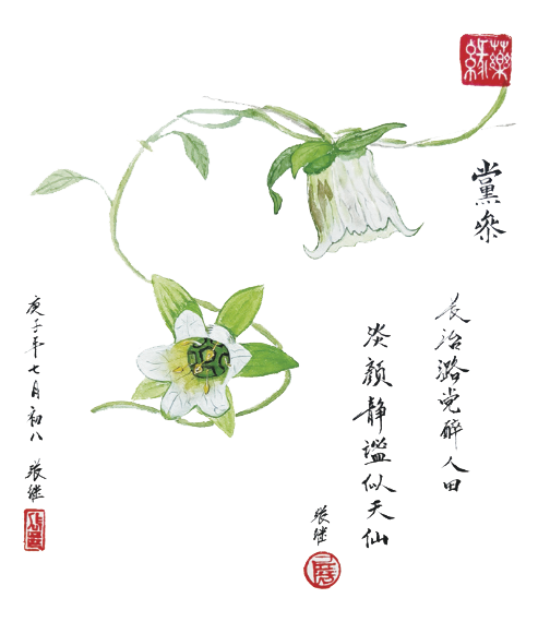 Exploring the Medicinal Qualities of Dang Shen (Codonopsis pilosula)