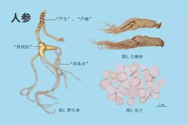 Daily Learning of a Chinese Herb: Ginseng