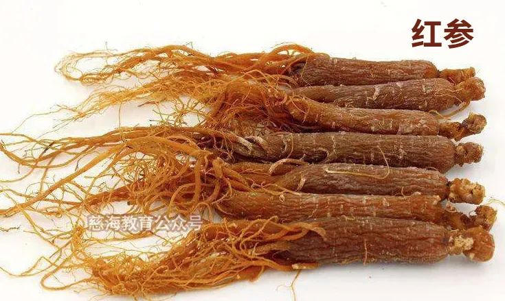 Daily Learning of a Chinese Herb: Ginseng