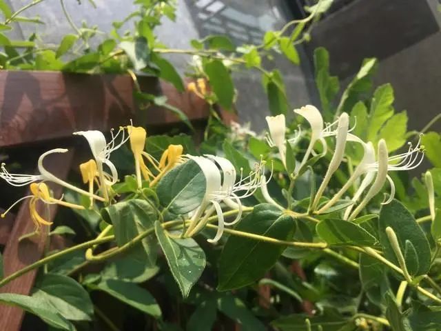 Honeysuckle: A Treasure for Health, Infuse it in Water to Solve Several Issues