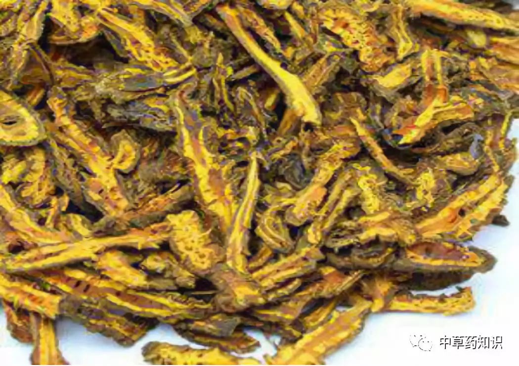 Traditional Chinese Medicine Herb: Huang Lian (Coptis chinensis)