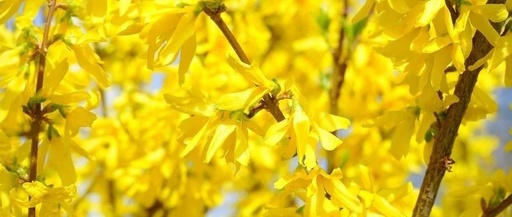Understanding Herbs | Clearing Heat and Detoxifying