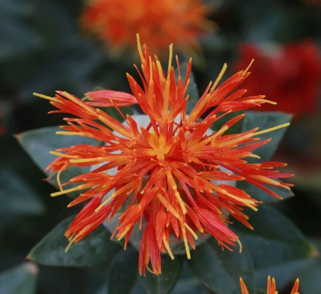 Blood-Activating and Menstrual Regulation Herbs