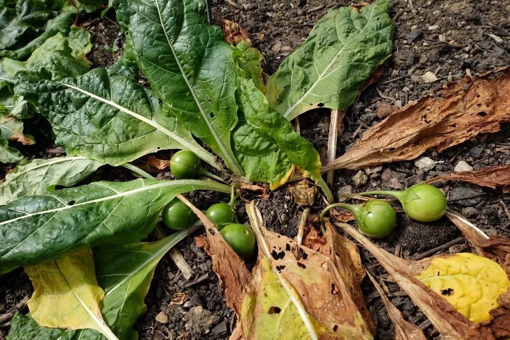 The Roots of Human-Like Plants: Not Just Ginseng, but Also the Old Poisonous Ones