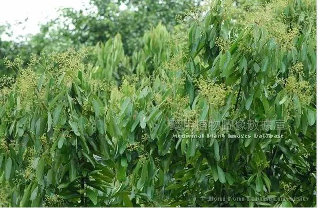Daily Herb in Traditional Chinese Medicine - Cinnamon