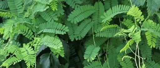 Harmonizing the Liver and Gallbladder: Utilizing Chicken Bone Grass to Eliminate Damp-Heat