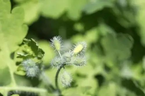 The Efficacy and Functions of Huang Lian (Coptis chinensis)