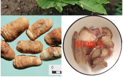 Understanding the Differences Between Fuzi and Baifuzi in Traditional Chinese Medicine