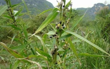 Learn About a Chinese Herb Every Day - Coix Seed (Yì Yǐ Rén)