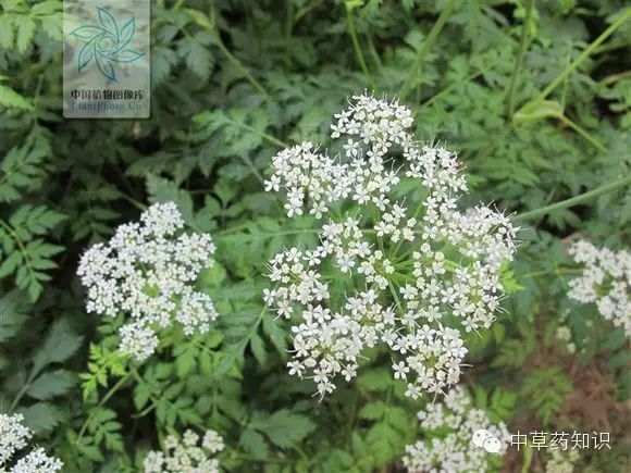 Chuanxiong (Ligusticum chuanxiong) - A Comprehensive Overview