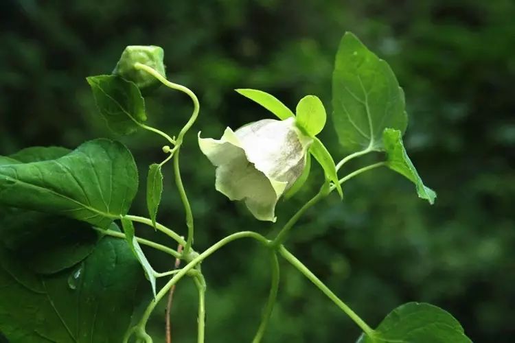 Understanding Dang Shen (Codonopsis pilosula) in Traditional Chinese Medicine