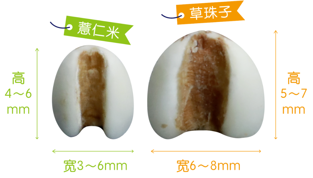 Weekly Herb Spotlight: Coix Seed (Yi Yi Ren)