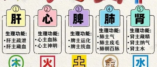 The Theory of the Five Zang and Six Fu in Traditional Chinese Medicine