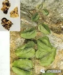 Bencao Gangmu: Bá Qiā (Smilax china)