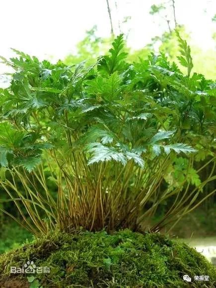 A Detailed Discussion on Huang Lian (Coptis chinensis)