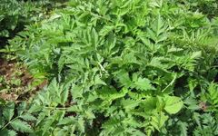 Understanding the Benefits of Chuanxiong (Ligusticum chuanxiong) for Promoting Blood Circulation and Qi Flow