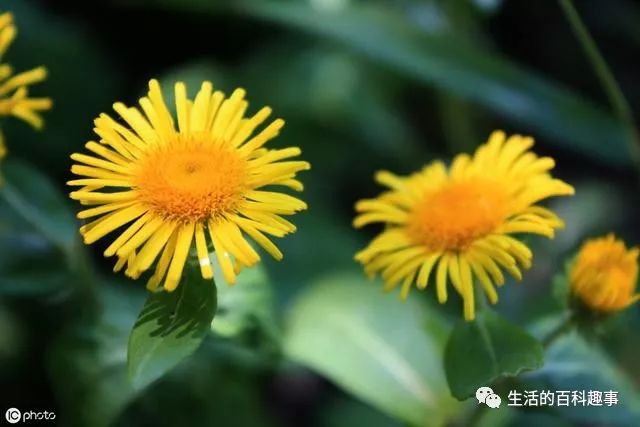 Liver and Gallbladder Damp-Heat: Dry Mouth and Bitter Taste, Spleen and Stomach Yang Deficiency: Diarrhea, Coexistence of Damp-Heat and Yang Deficiency, How to Improve?