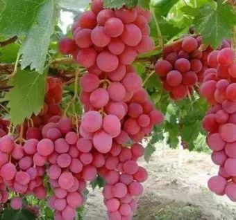 19 Foods for Health and Healing