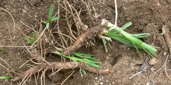 9 Types of Heat-Clearing and Detoxifying Chinese Herbs