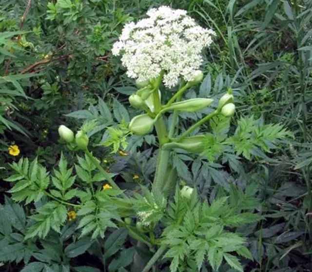 The Efficacy and Functions of Angelica Sinensis (Dang Gui)