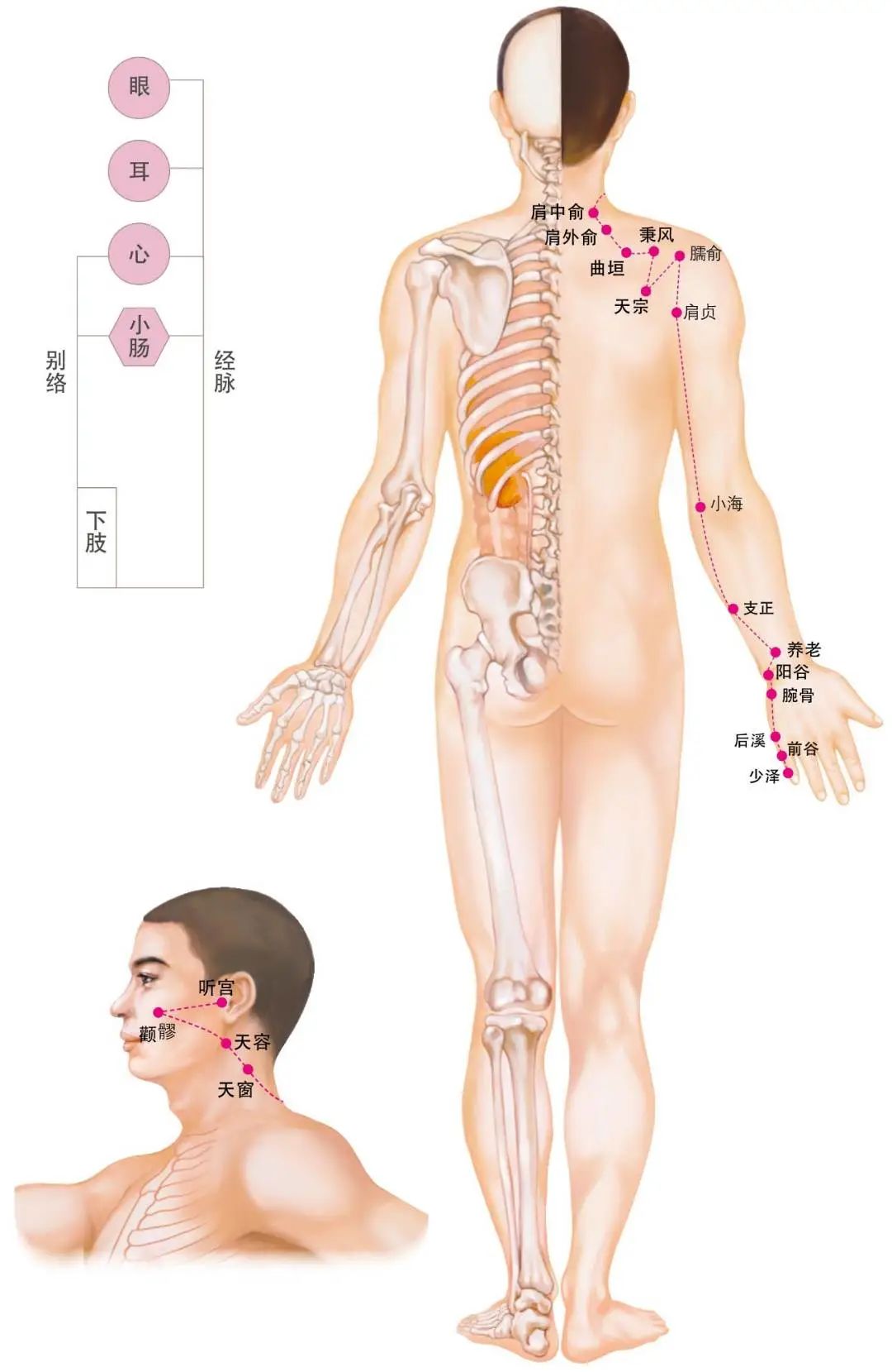 Diagram of the Twelve Meridians (Latest)