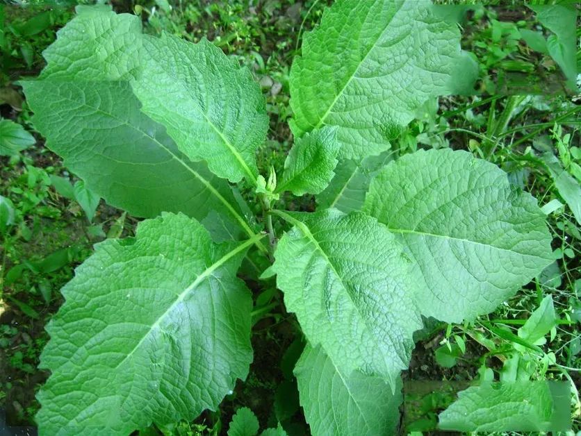 The Story of Tianmingjing: Treating Toothache