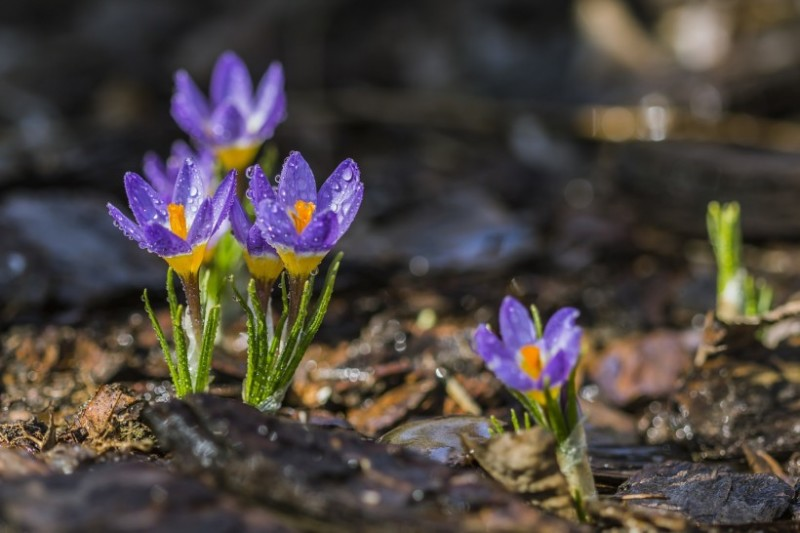 Differences Between Safflower and Crocus Sativus: Are You Using Them Correctly?