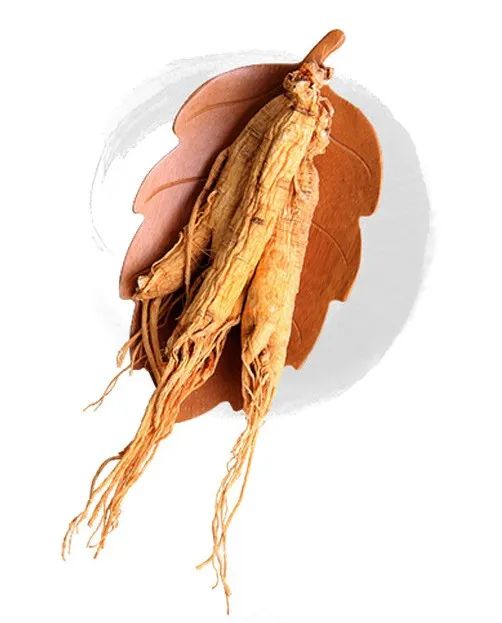 How to Cultivate Ginseng?