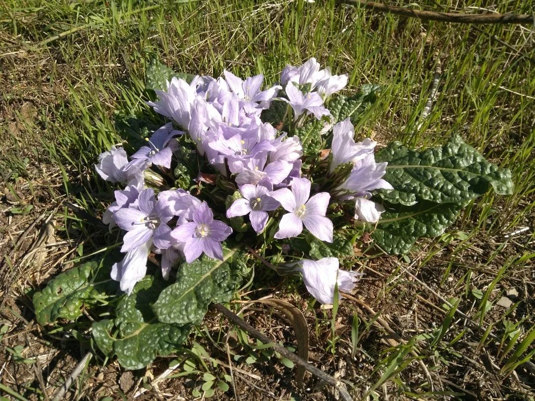 The Roots of Human-Like Plants: Not Just Ginseng, but Also the Old Poisonous Ones