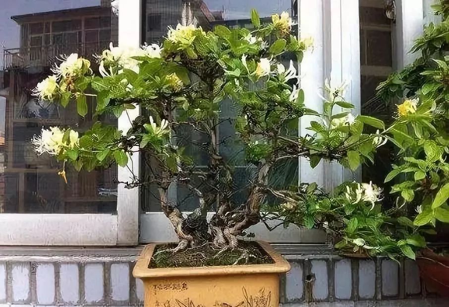 Introduction to the Propagation Methods and Daily Management of Honeysuckle