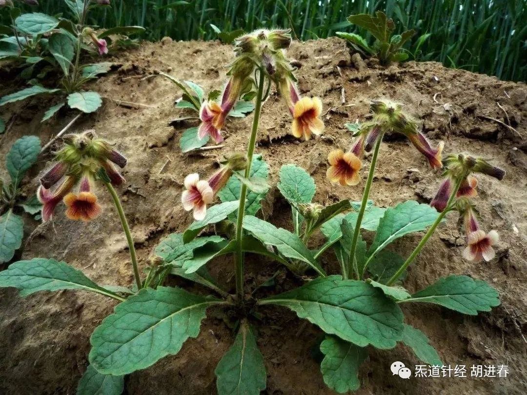 Daily Study of a Chinese Herb: Rehmannia