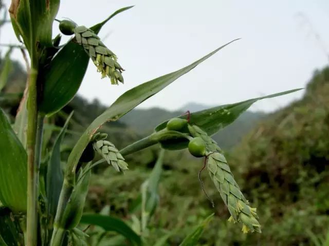 Identification Series of Common Chinese Medicinal Herbs: Coix Seed