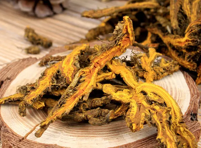 Huang Lian: A Bitter and Cold Herb with Remarkable Medicinal Value