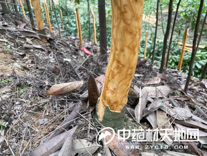 The Continued Ordinary Path of Cinnamon