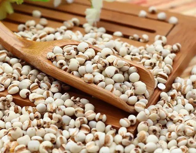 Coix Seed: Diuretic and Dampness-Removing Properties