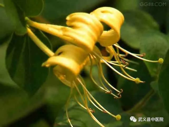Weekly Herbal Insights: Understanding Honeysuckle in TCM