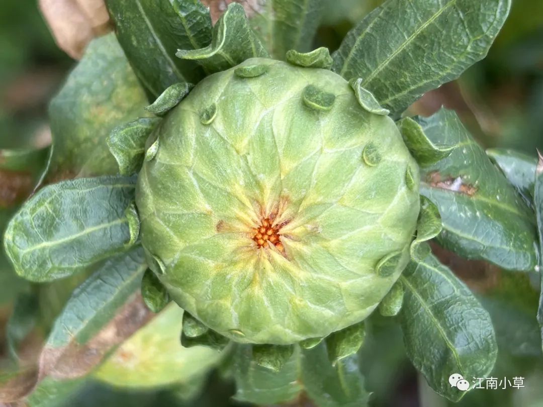 Analysis of Honghua (Safflower) in Traditional Chinese Medicine