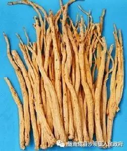 Cultivation Techniques of Codonopsis (A Must-Read for Planting)