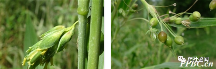 Coix Seed (Yiyiren) - A Comprehensive Overview