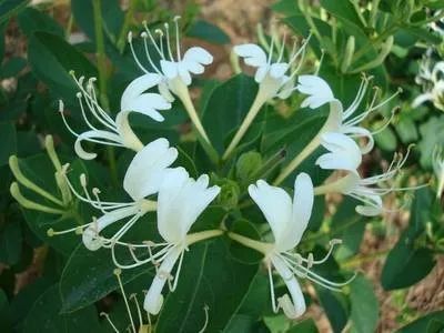 Cultivation and Care of Honeysuckle (Jin Yin Hua)