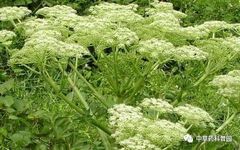 Chuanxiong (Ligusticum Chuanxiong) - A Comprehensive Overview