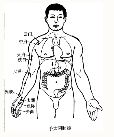 Illustration of the Twelve Meridians